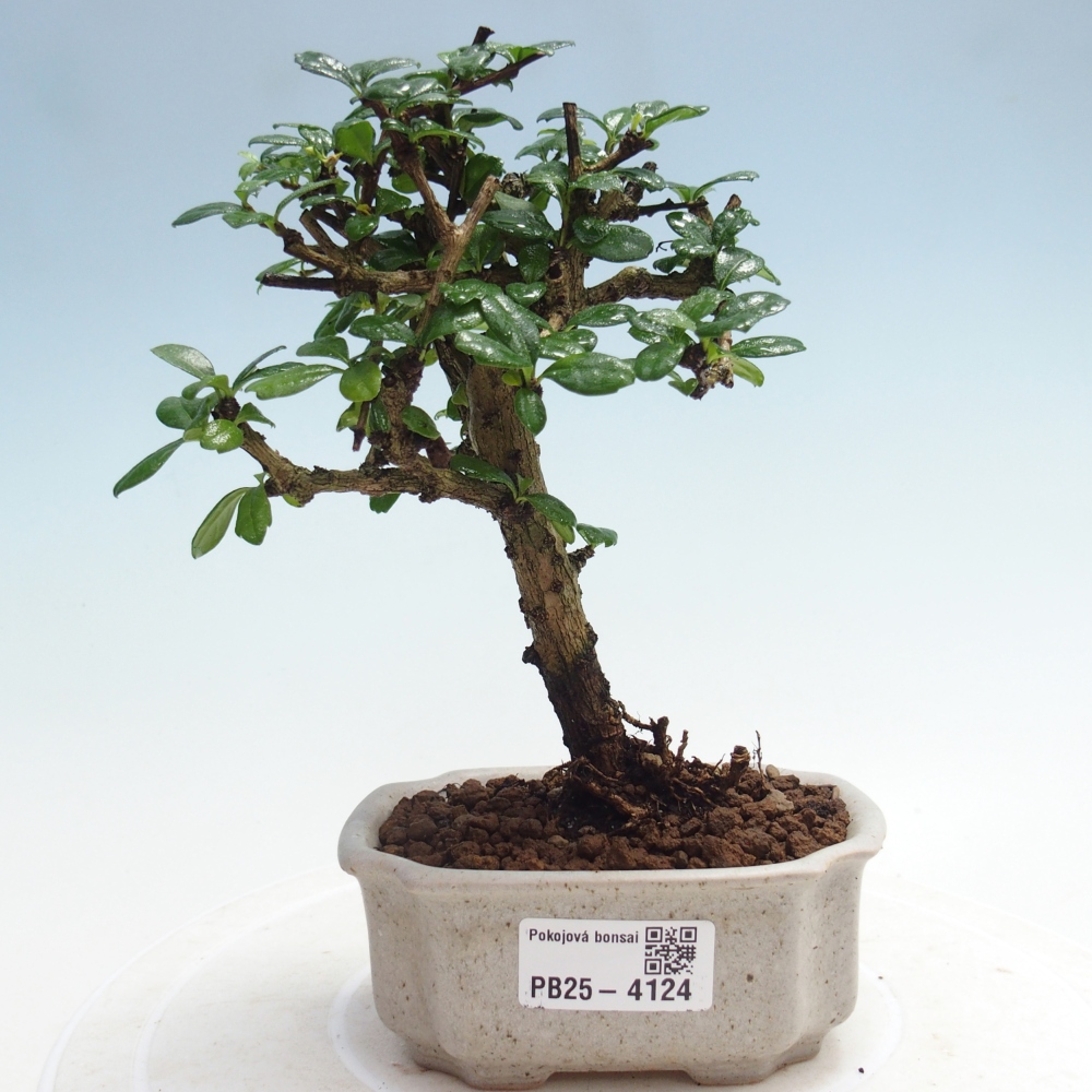 Zimmer-Bonsai - Carmona macrophylla - Tee-Fuki