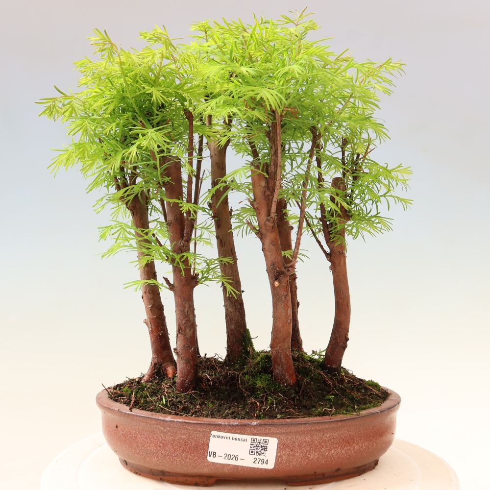 Bonsai für den Außenbereich – Metasequoia glyptostroboides – Chinesische Metasequoia – Wäldchen