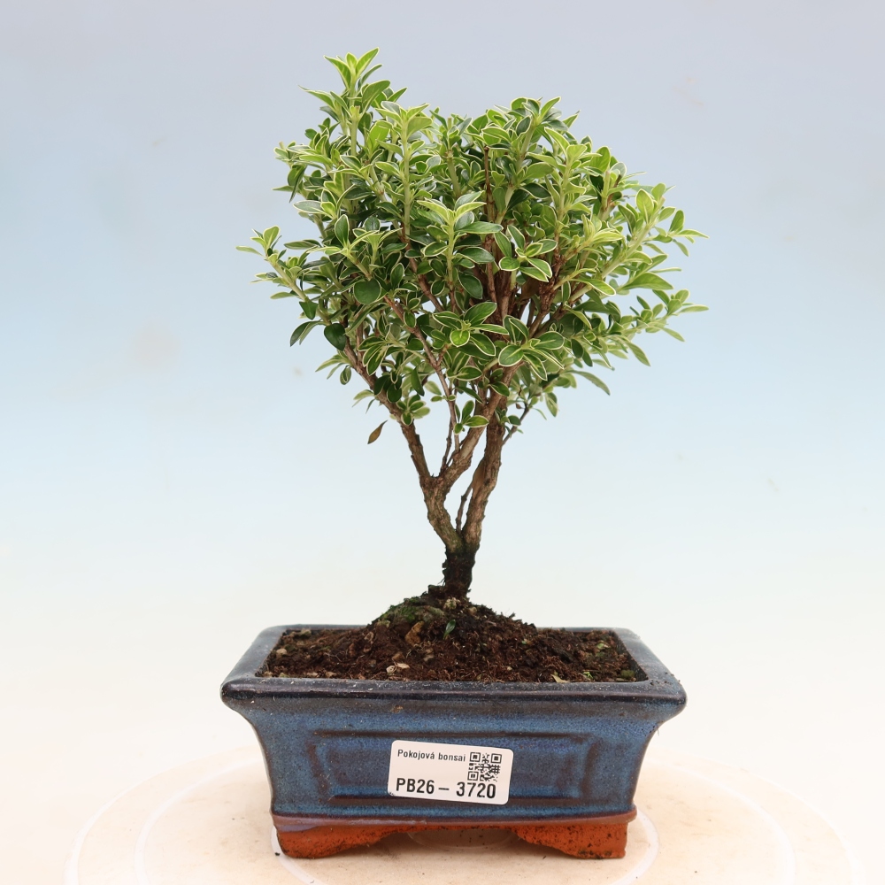 Zimmerbonsai - Serissa foetida Variegata - Baum der Tausend Sterne