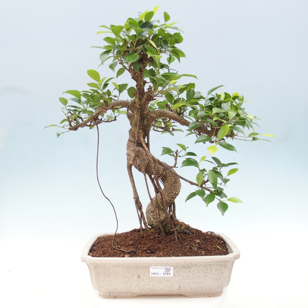 Zimmerbonsai - Ficus retusa - Kleinblättriger Ficus