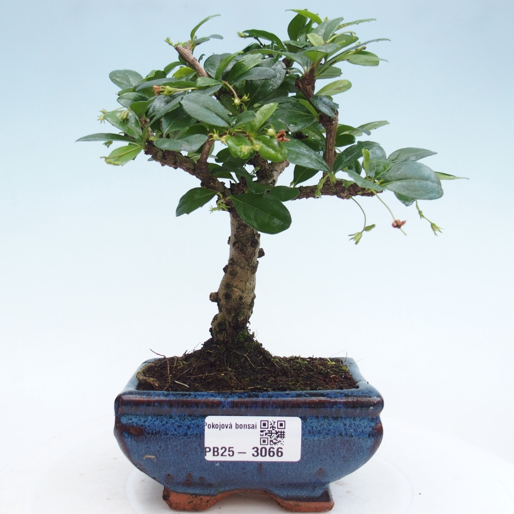 Zimmerbonsai - Carmona Macrophylla - Fuki-Tee