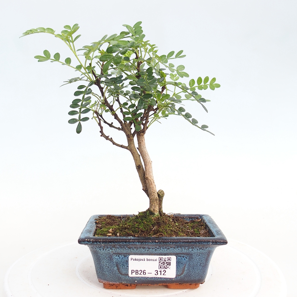 Zimmer Bonsai - Zantoxylum piperitum - Pfefferbaum