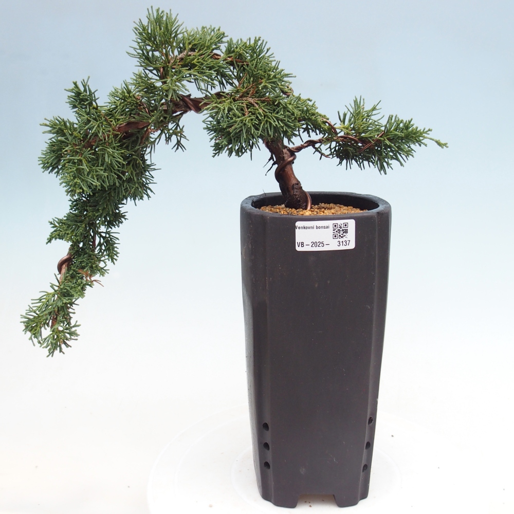 Bonsai im Freien - Juniperus chinensis Kishu - Chinesischer Wacholder
