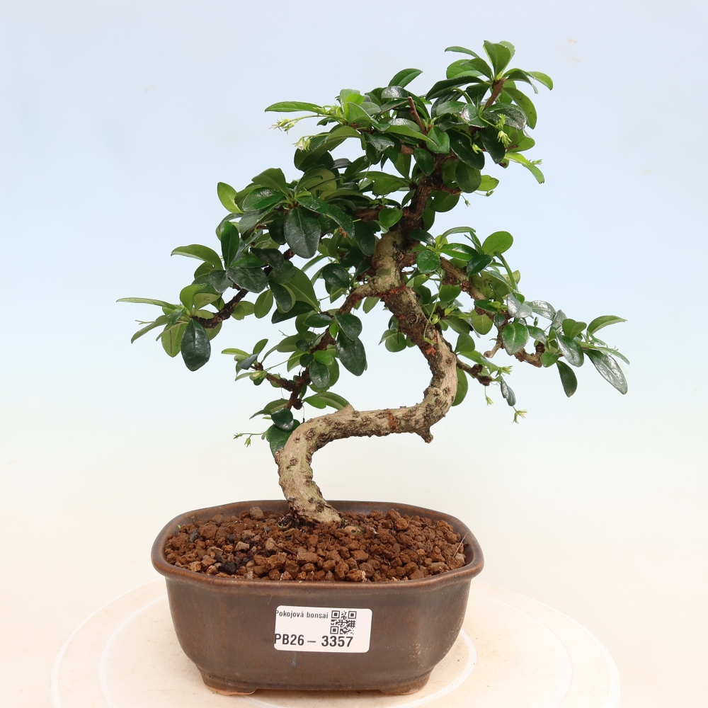 Zimmer-Bonsai - Carmona macrophylla - Tee-Fuki
