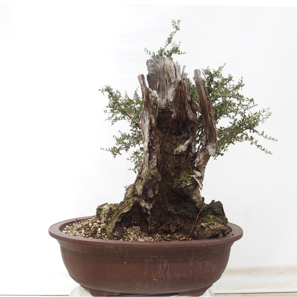 Indoor-Bonsai - Olea europaea sylvestris - Europäisches kleinblättriges Olivenöl