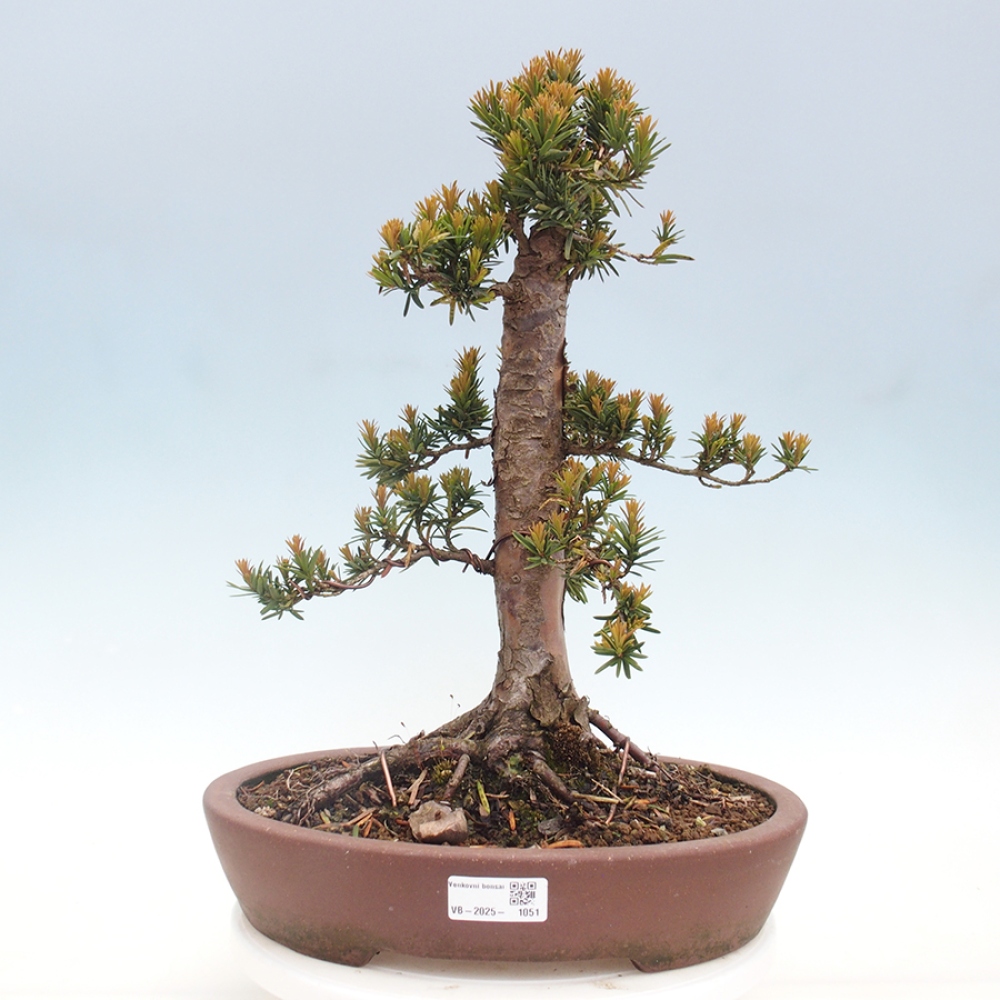 Bonsai im Freien - Taxus cuspidata - Japanische Eibe