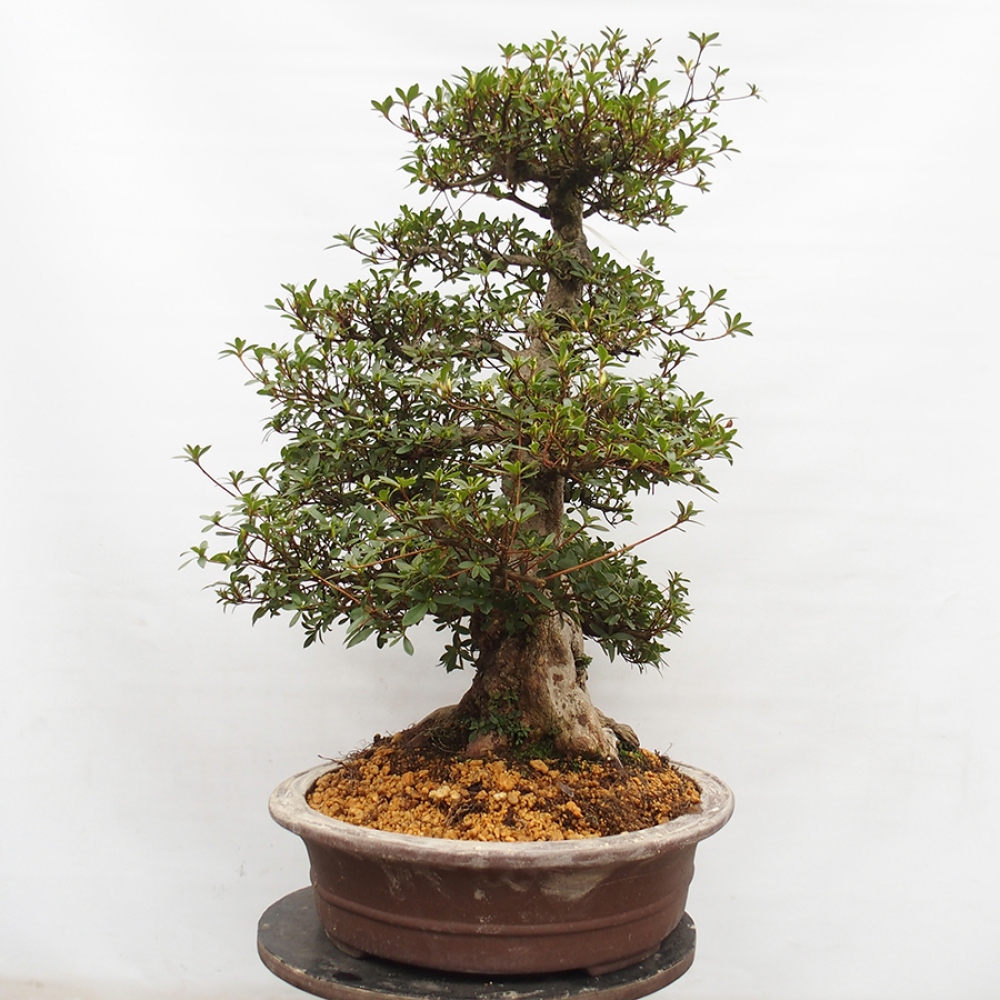 Bonsai im Freien - Japanische Azalee - Azalea Byakuren