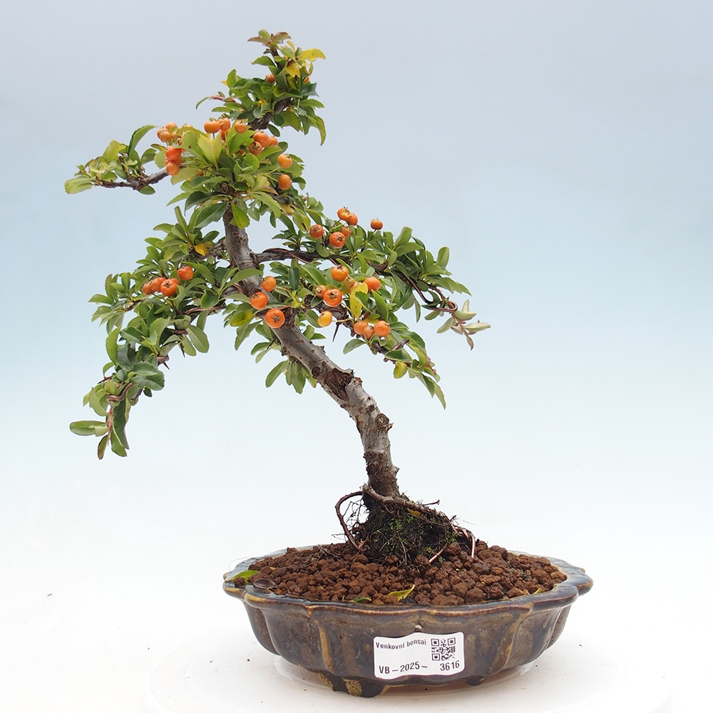 Outdoor Bonsai-Pyracanta Teton -Bäckerei