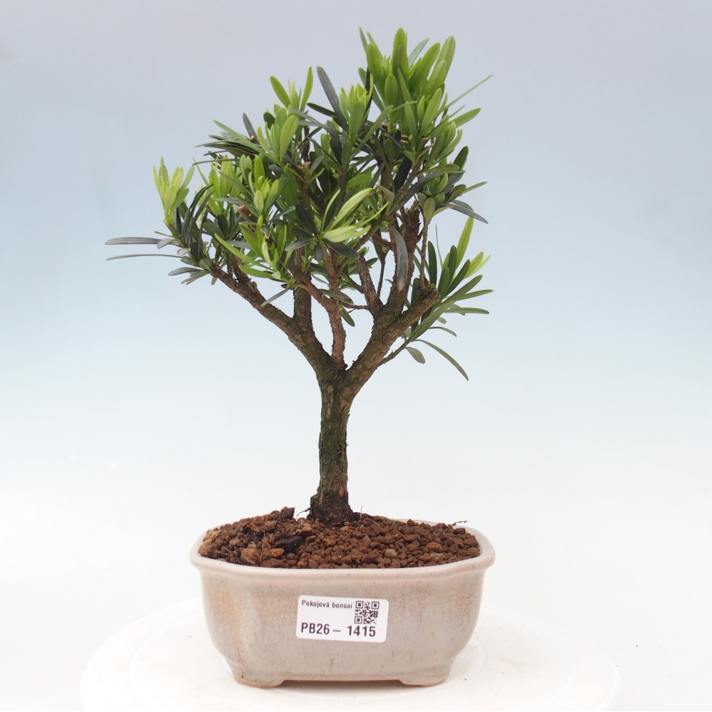 Zimmerbonsai - Podocarpus - Stein-Eibe