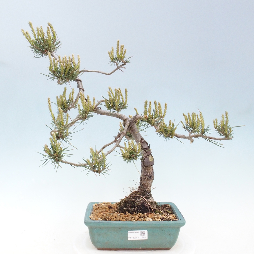 Bonsai im Freien - Pinus Sylvestris - Waldkiefer