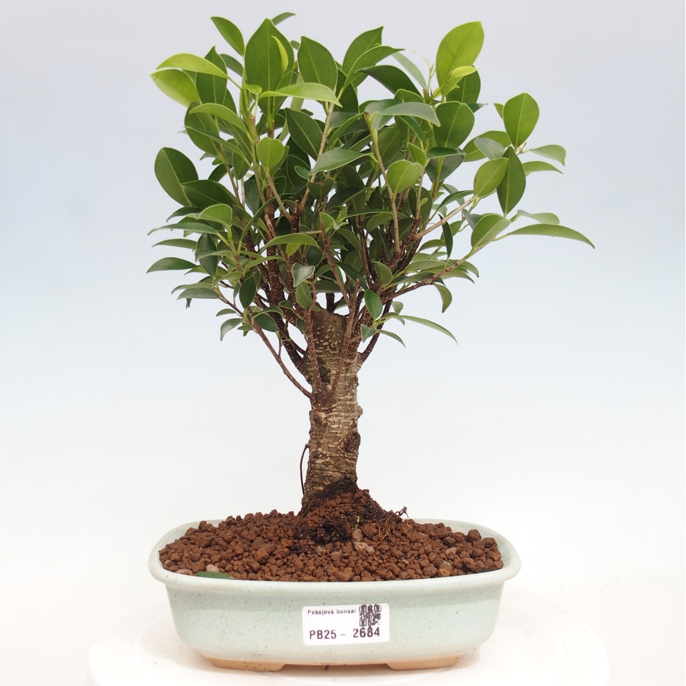 Indoor-Bonsai - Ficus retusa - kleiner Ficus