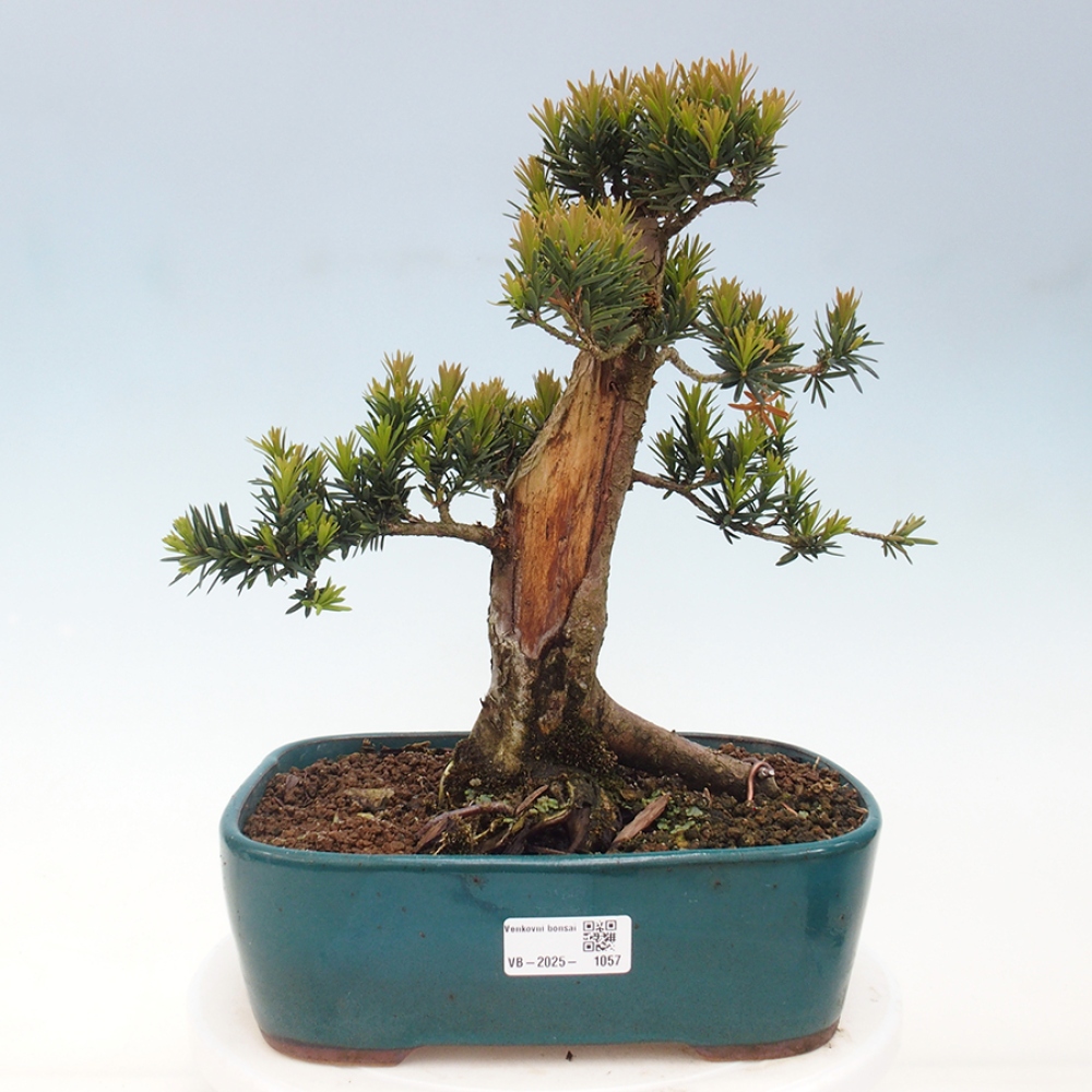 Bonsai im Freien - Taxus cuspidata - Japanische Eibe