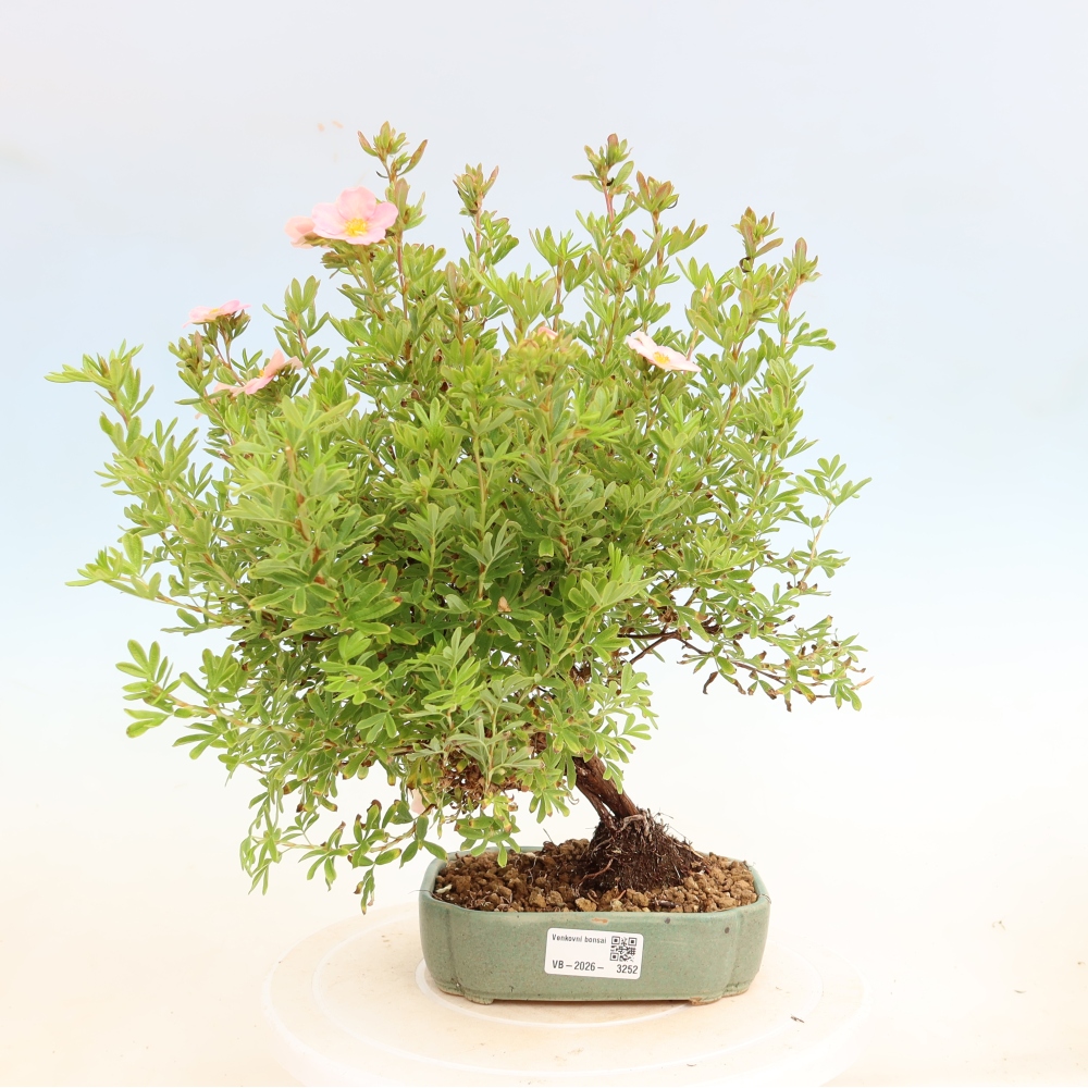 Bonsai für den Außenbereich – Strauch-Fingerkraut – Potentilla fruticosa Bellissima