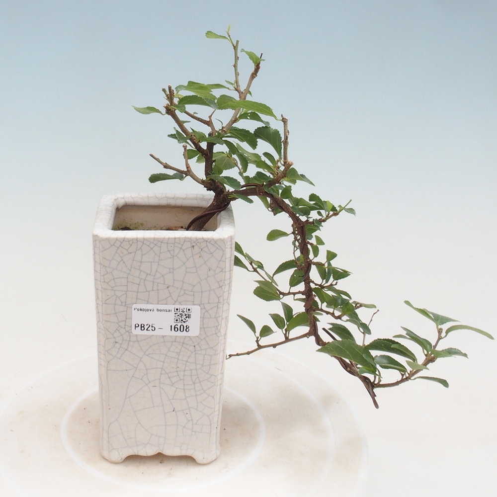 Zimmerbonsai - Grewia occidentalis - Lavendelstern
