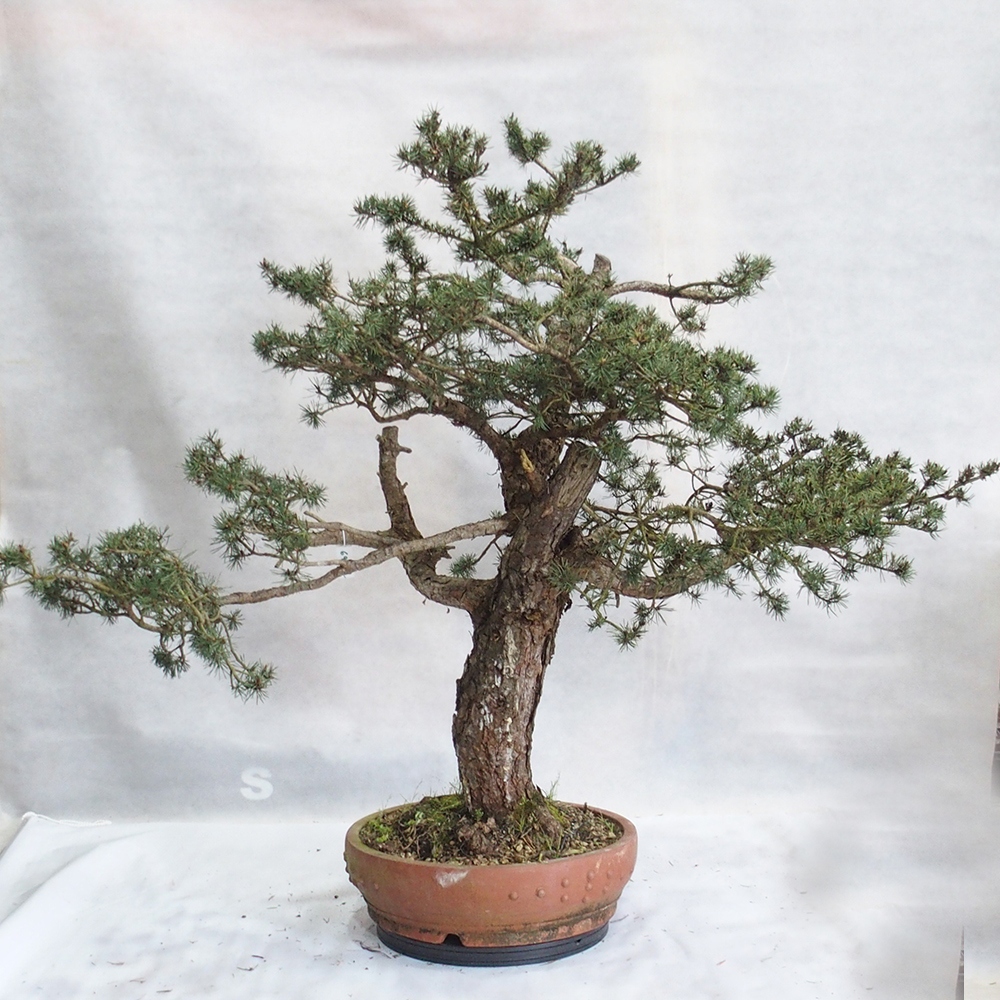 Yamadori - Pinus sylvestris 