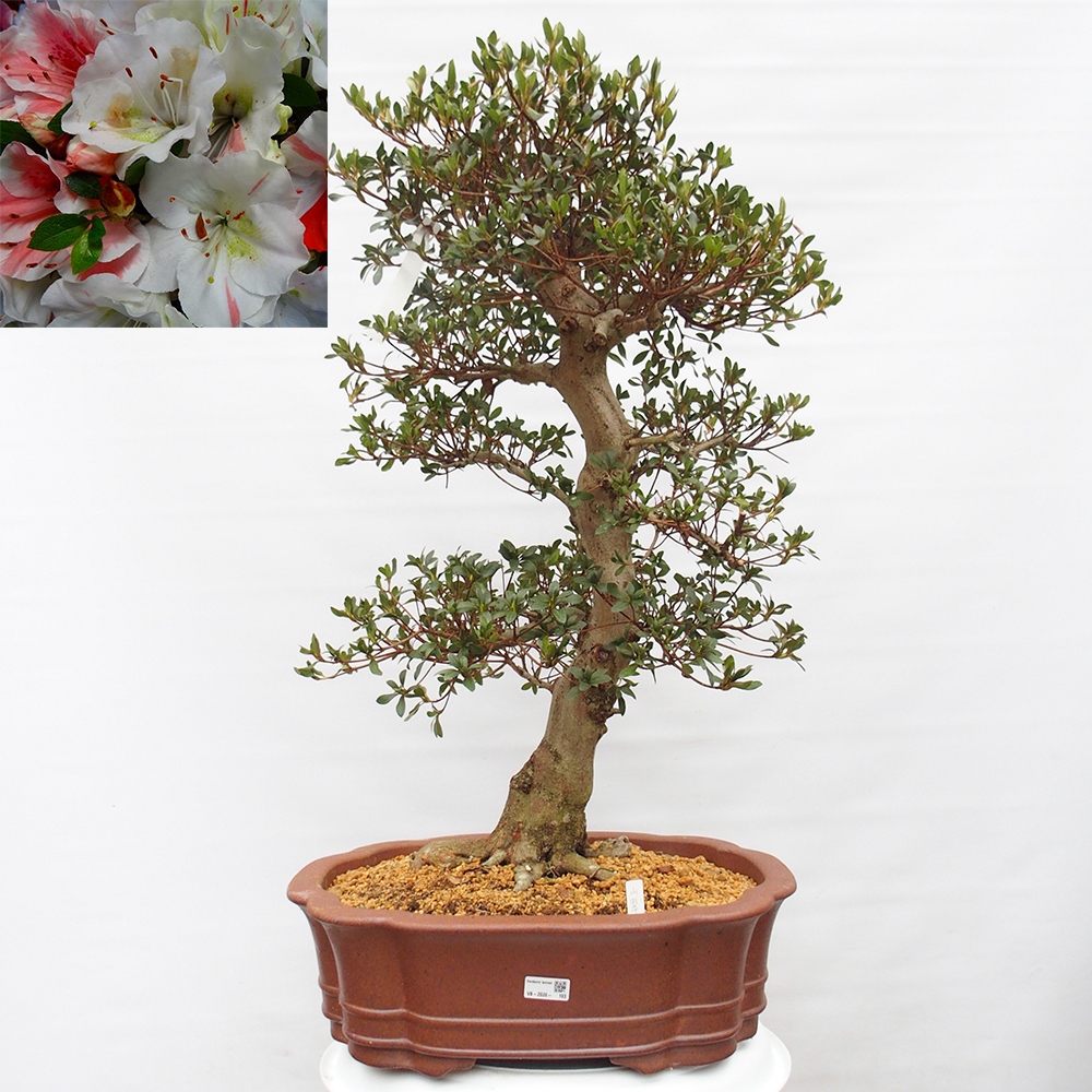 Bonsai für draußen - Japanische Azalee - Azalea Sansai