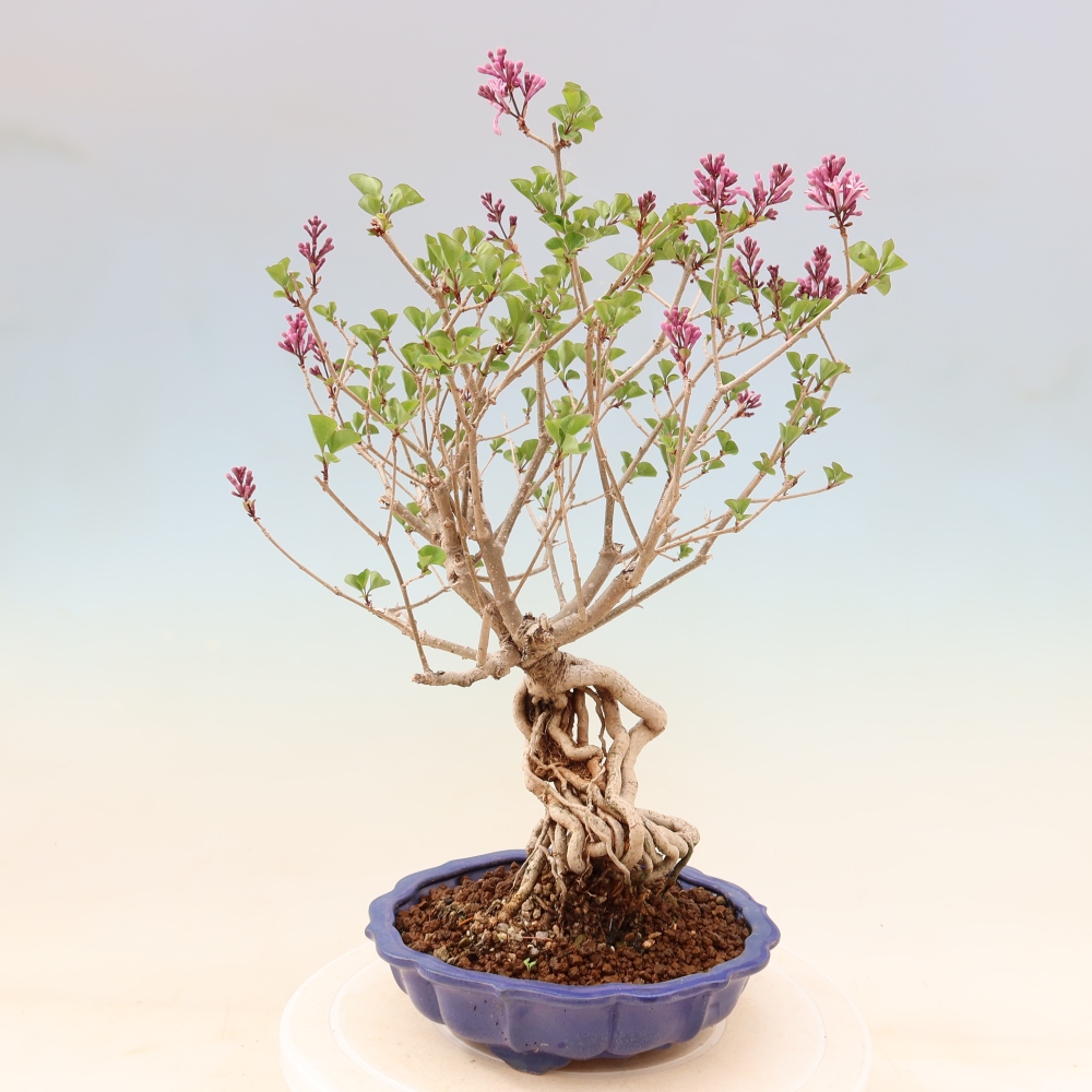 Bonsai für draußen - Syringa microphylla - Kleinblütiger Flieder