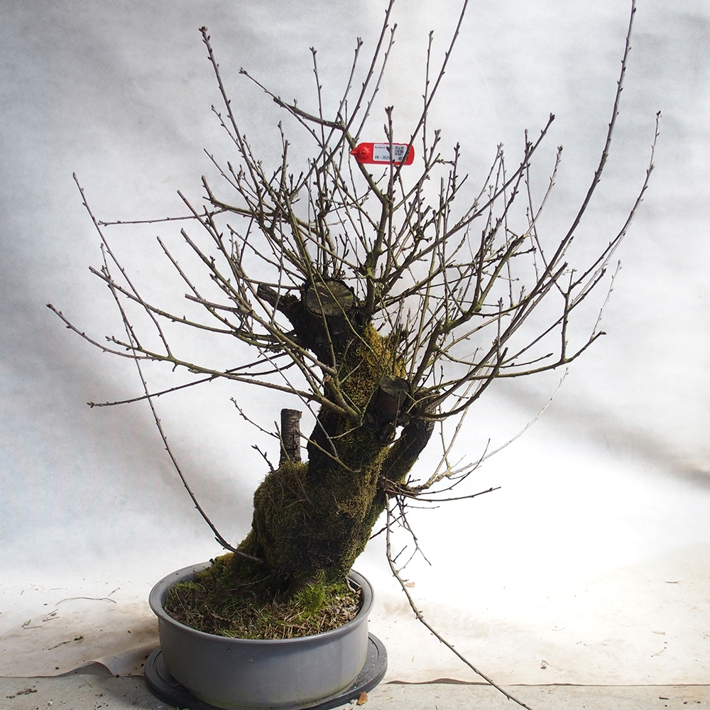 Outdoor Bonsai -Mahalebka - Prunus Mahaleb