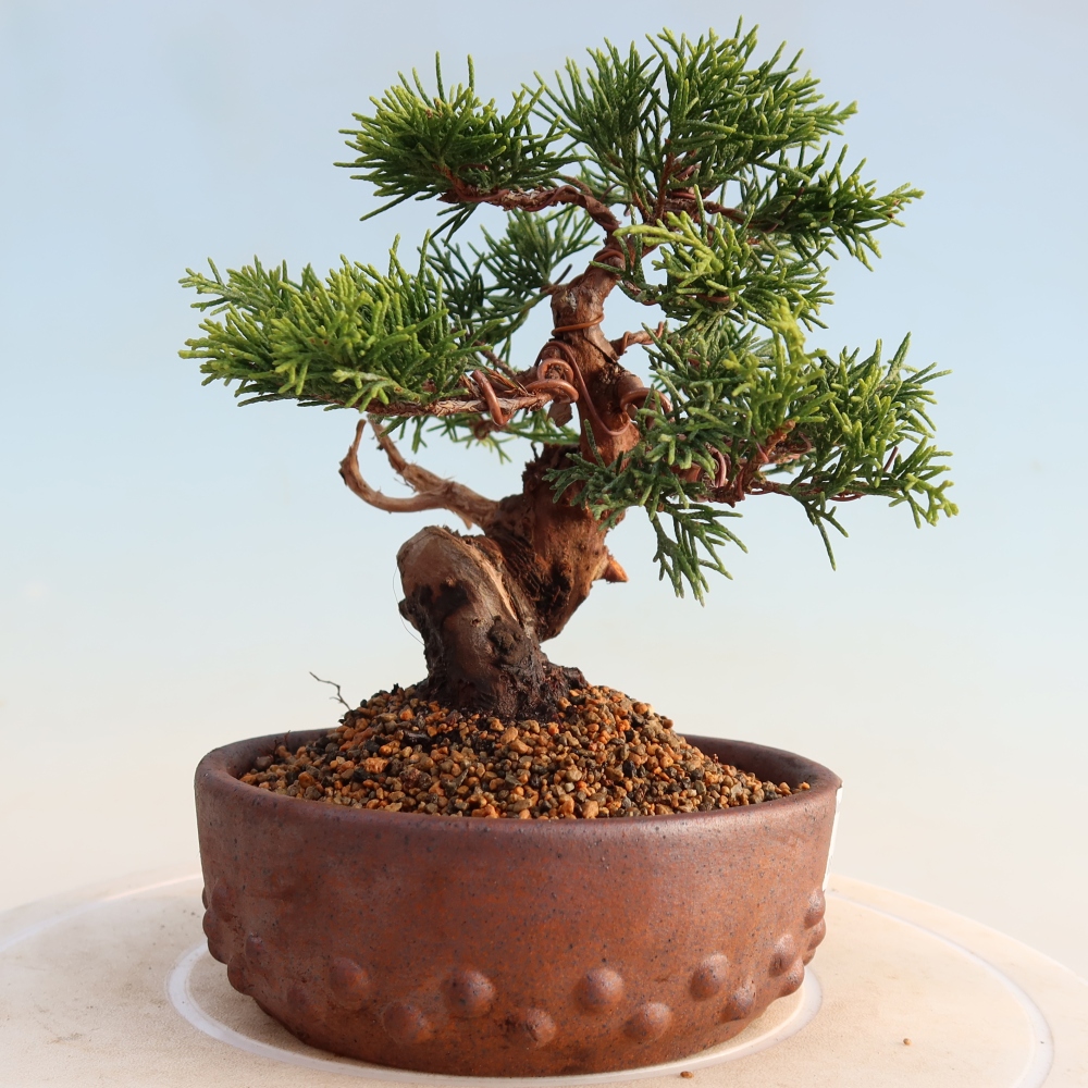 Outdoor bonsai - Juniperus chinensis Itoigawa - Chinese juniper