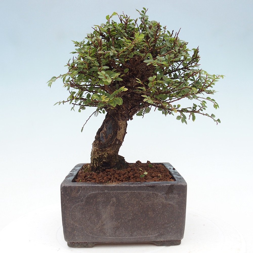 Bonsai im Freien - Ulmus parvifolia Hokkaido - Chinesische Ulme