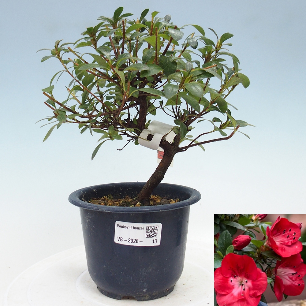 Bonsai für draußen - Japanische Azalee - Azalea Benibeni