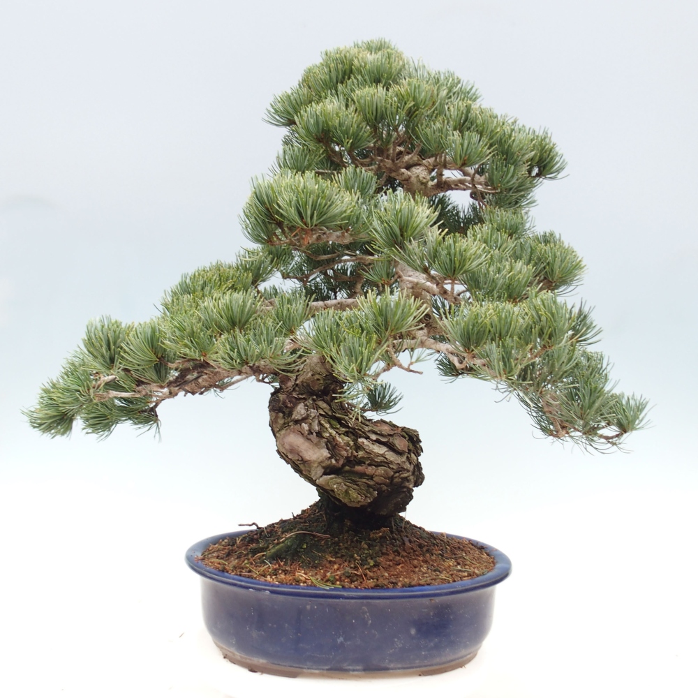Bonsai im Freien - Pinus parviflora - kleine Kiefer