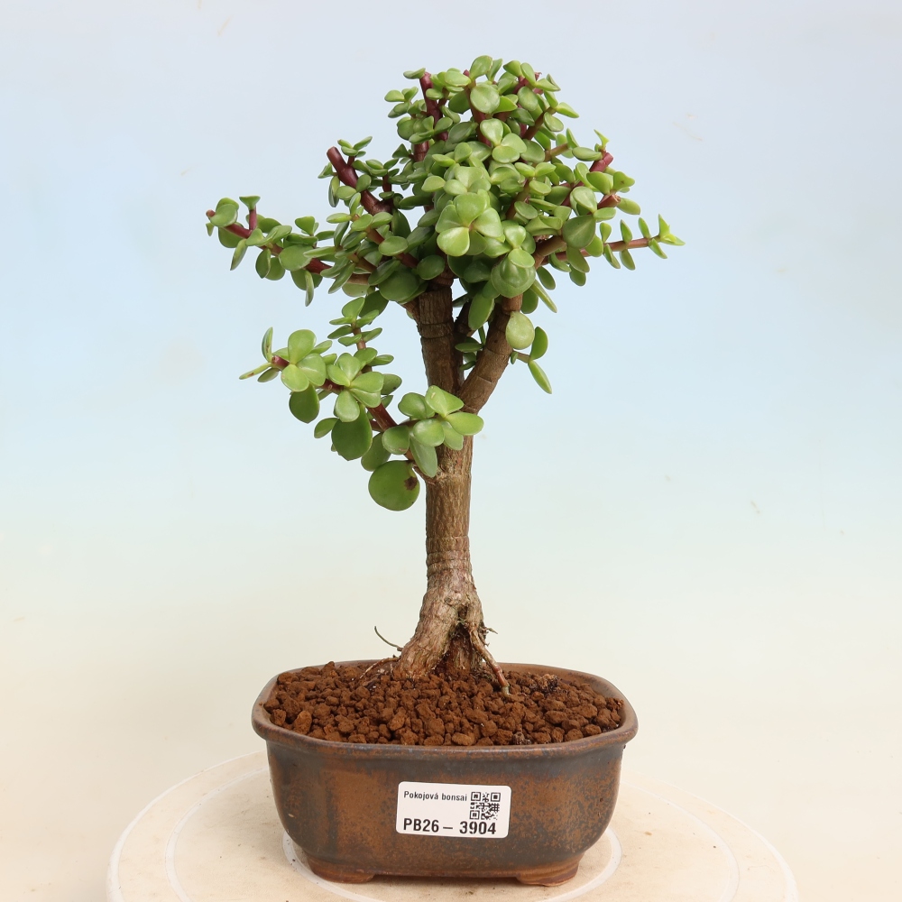 Zimmer Bonsai - Portulakaria Afra - Tlustice