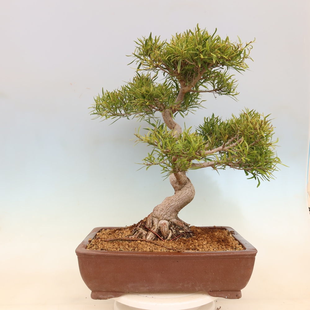 Zimmerbonsai - Ficus nerifolia - Kleinblättriger Ficus