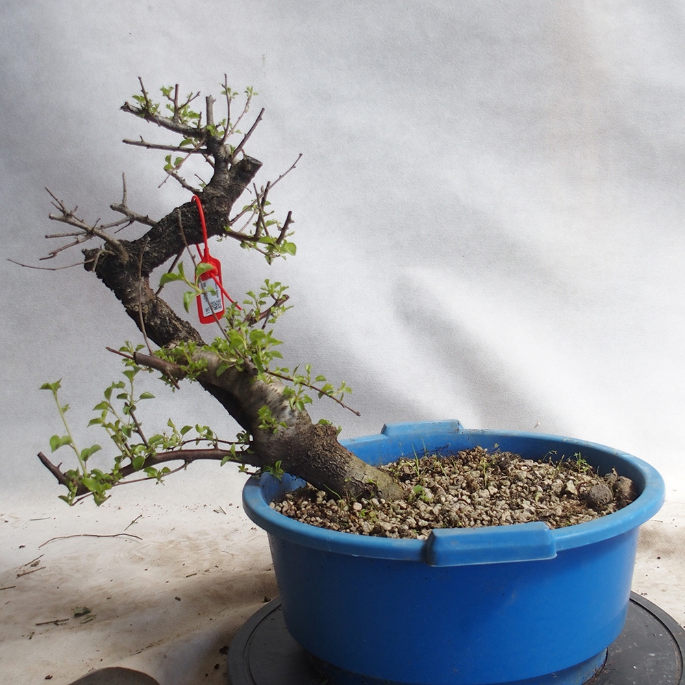 Outdoor Bonsai -Mahalebka - Prunus Mahaleb