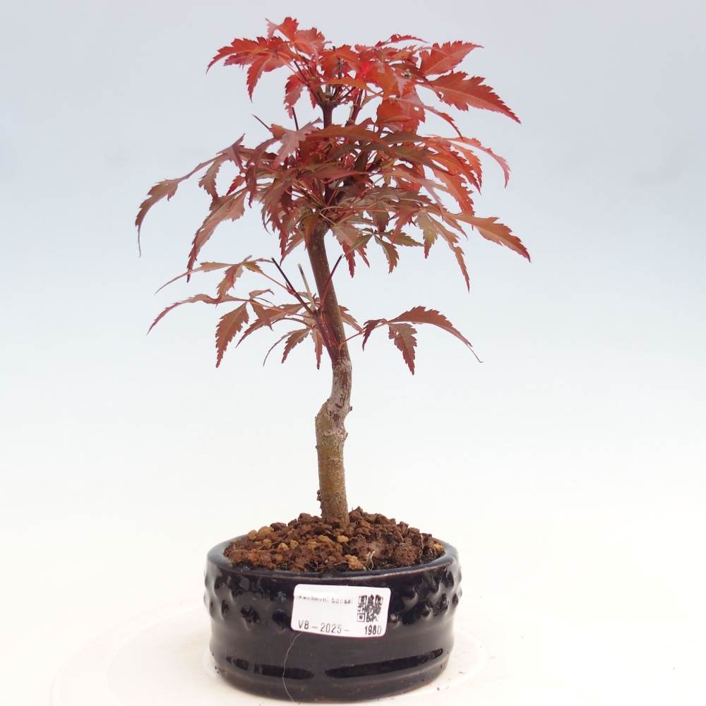 Bonsai im Freien - Acer-Palme. Atropurpureum-Palmenblatt-Ahorn