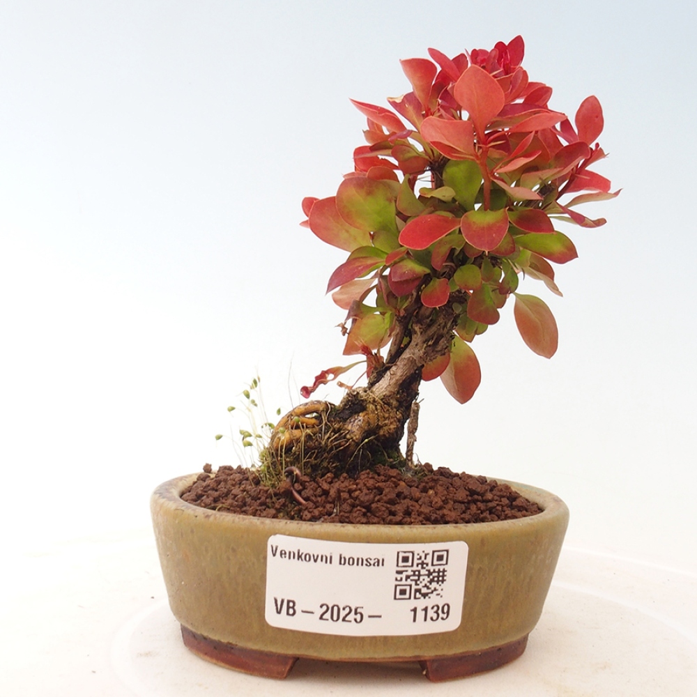 Bonsai im Freien - Berberis thunbergii Kobold - Dřištál Thunberg's