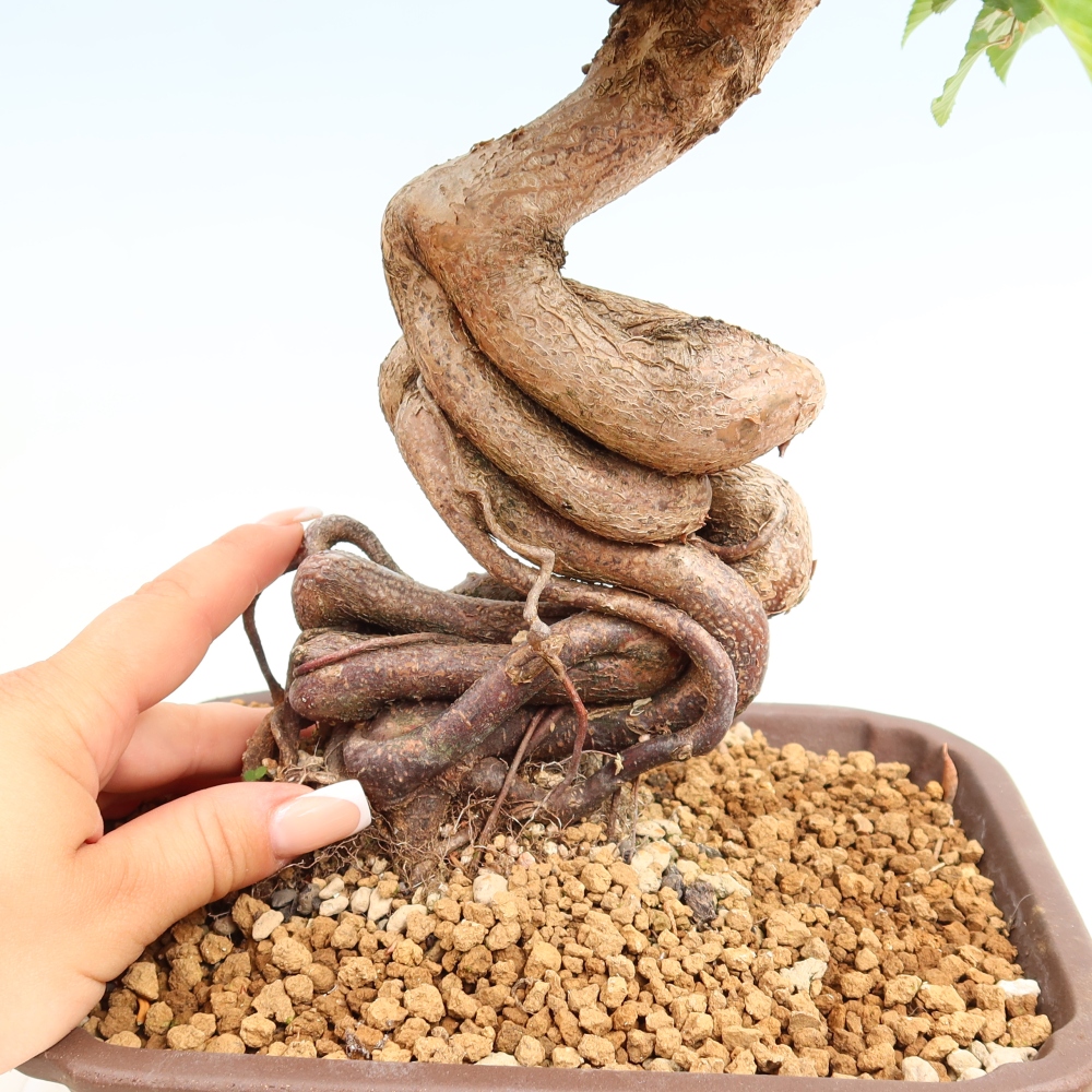 Bonsai für draußen - Karpinus Coreana - Koreanische Hainbuche