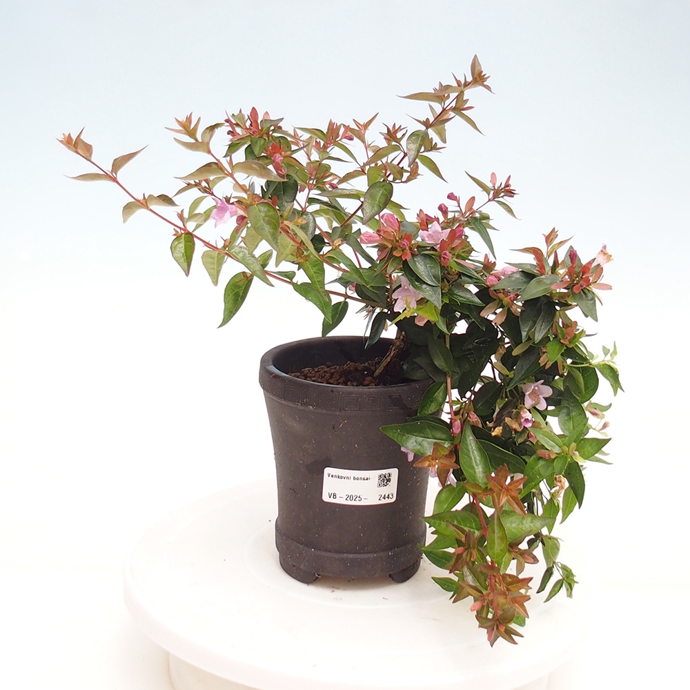 Bonsai im Freien - Abelia Grandiflora - Abelia grandiflora