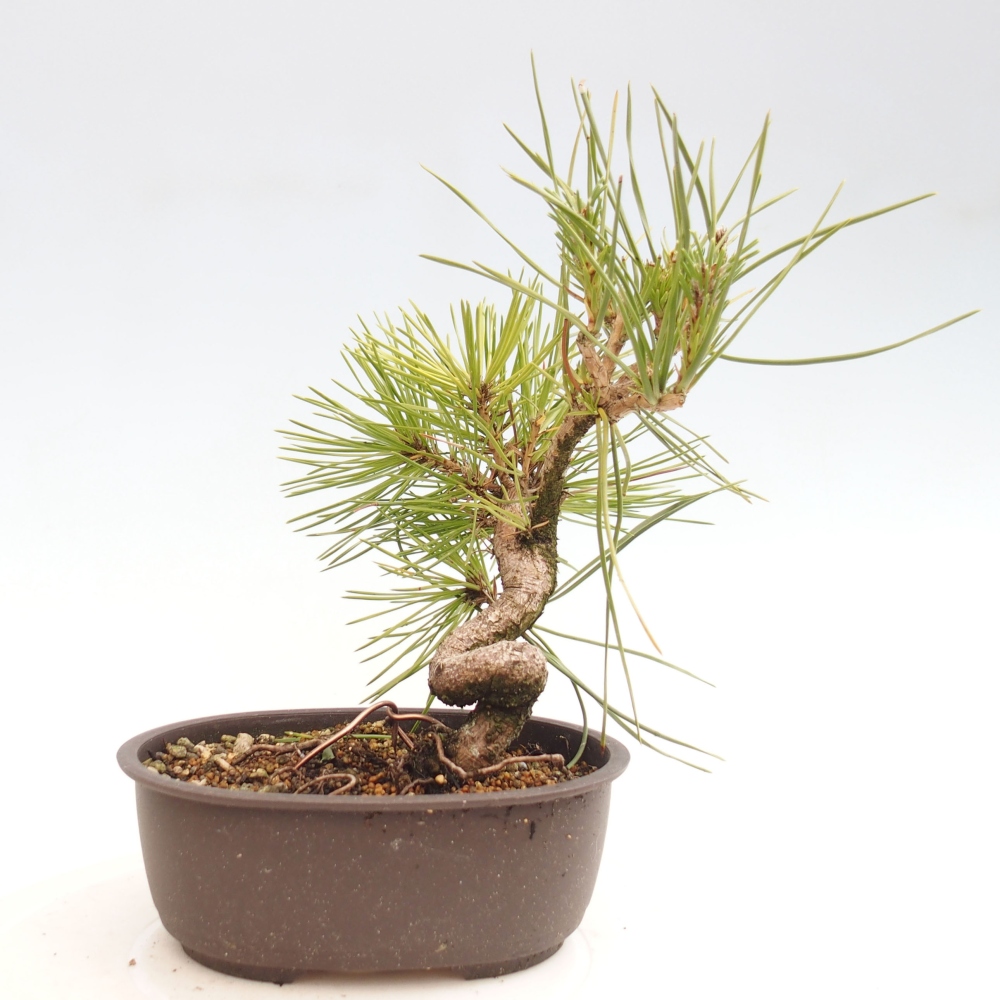 Bonsai im Freien - Pinus thunbergii - Thunbergia-Kiefer