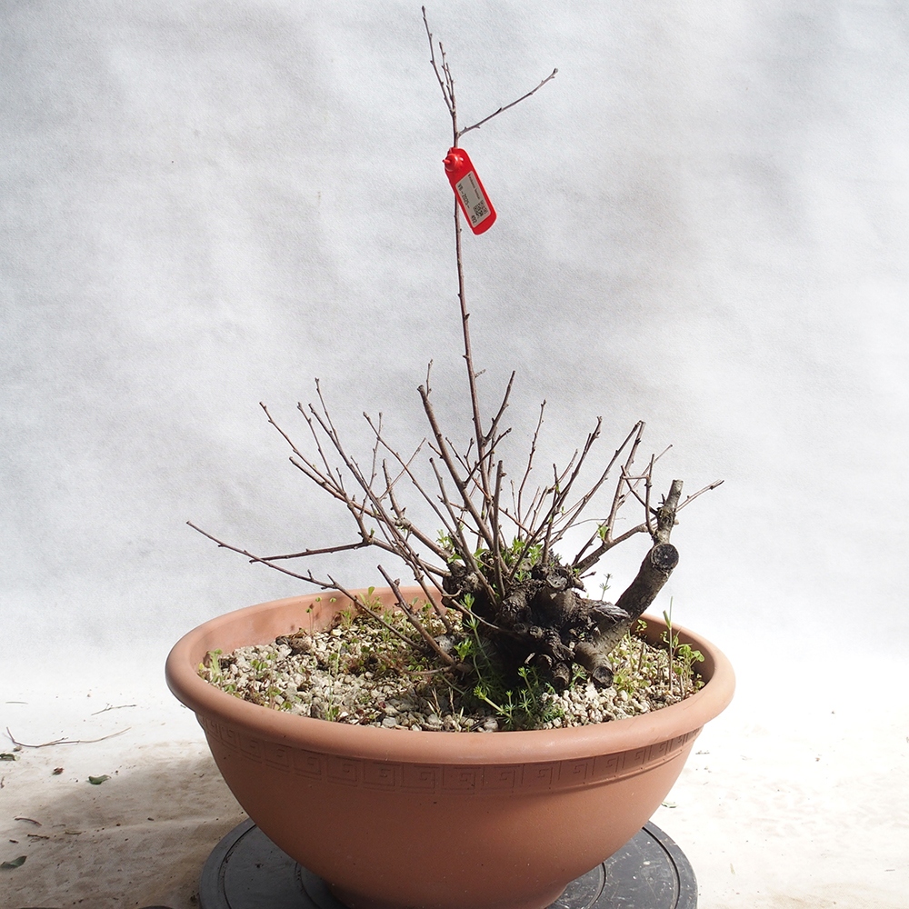Outdoor Bonsai -Mahalebka - Prunus Mahaleb