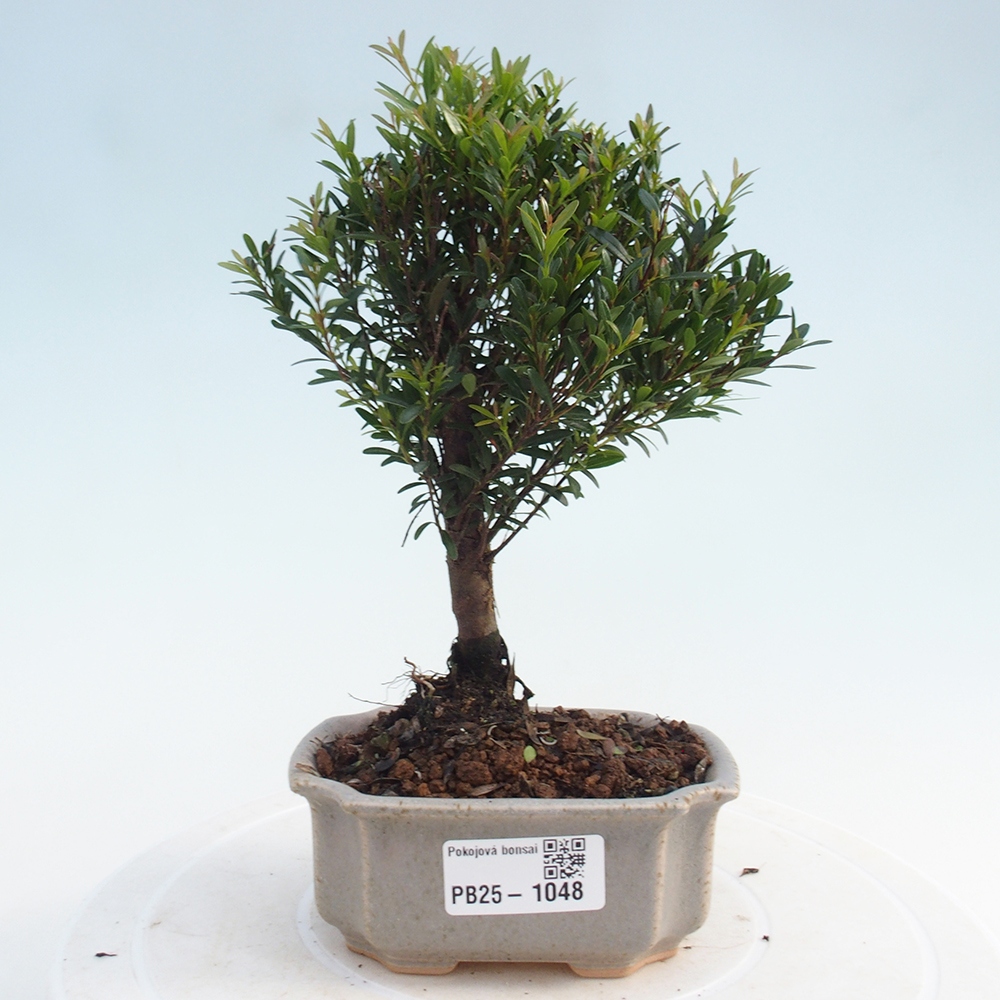 Zimmer Bonsai - Syzygium - Pimentovník