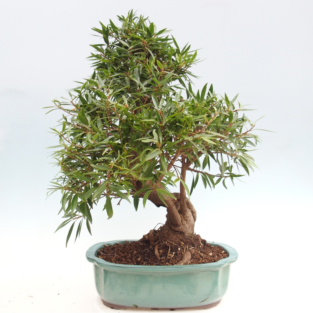 Zimmerbonsai - Ficus nerifolia - Kleinblättriger Ficus