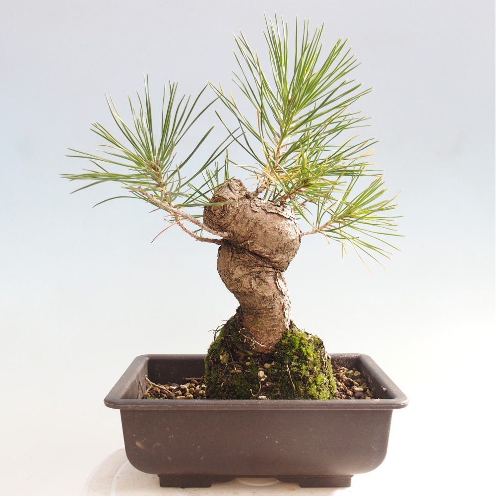 Bonsai für draußen - Pinus thunbergii - Thunberg-Kiefer