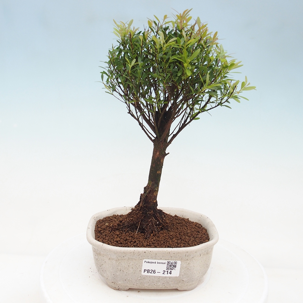 Zimmer Bonsai - Syzygium - Piment