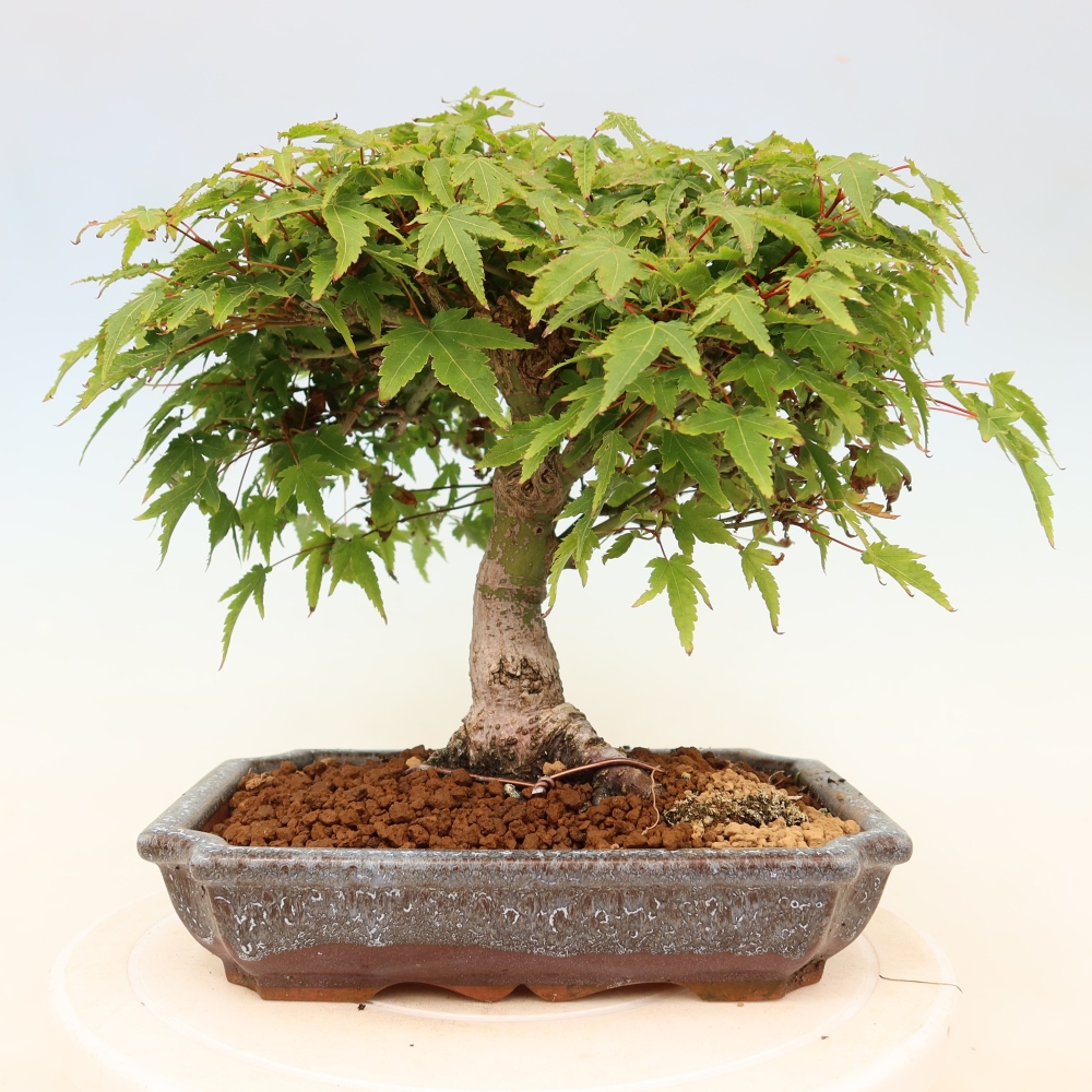 Acer palmatum KIOHIME - Palmetto-Ahorn
