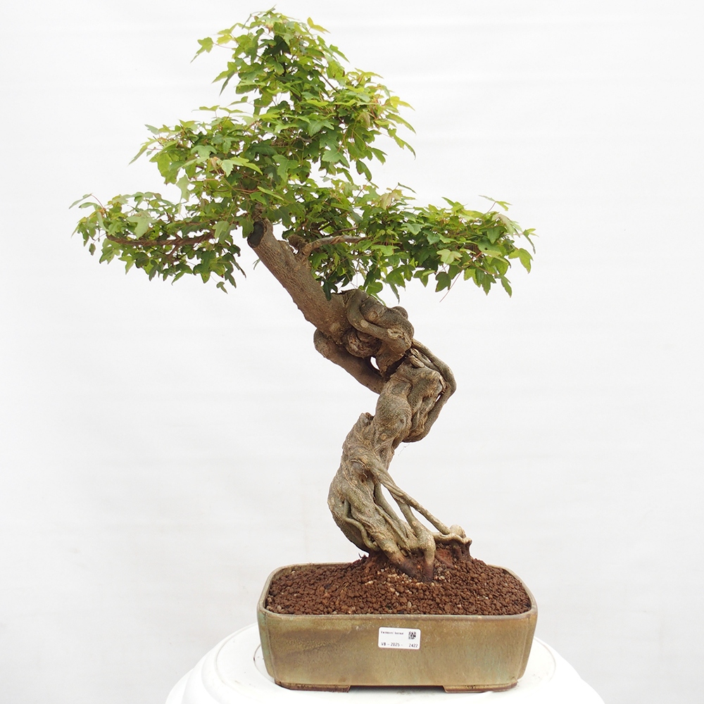 Bonsai im Freien - Ahorn Buergerianum - Burger Maple