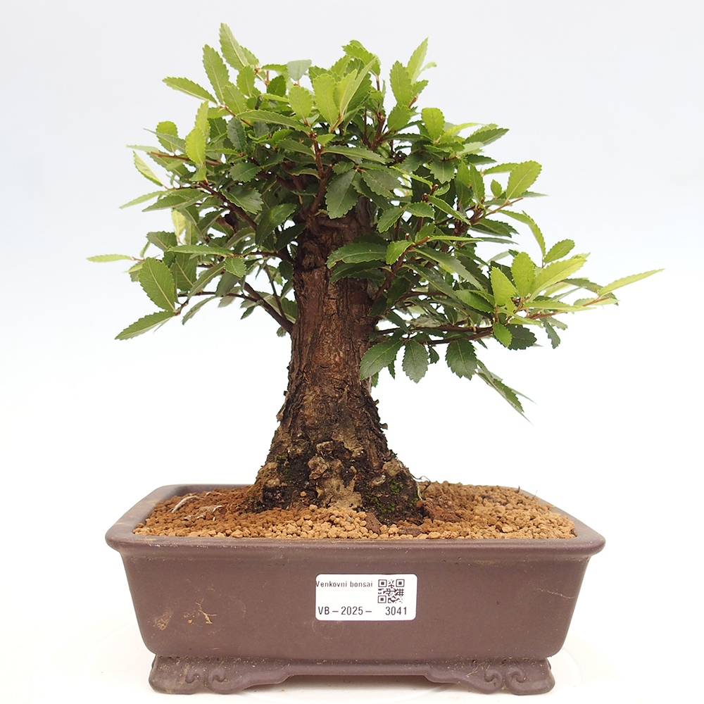 Bonsai im Freien - Zelkova - Zelkova NIRE