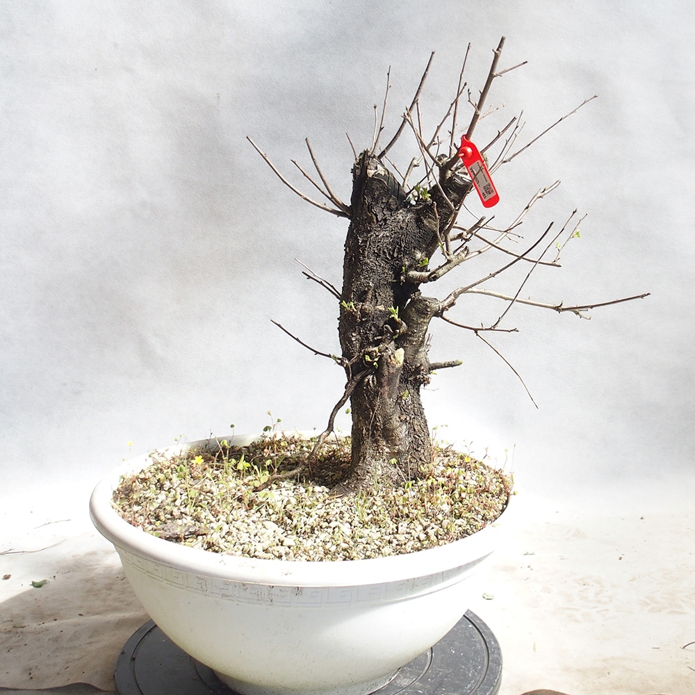 Outdoor Bonsai -Mahalebka - Prunus Mahaleb