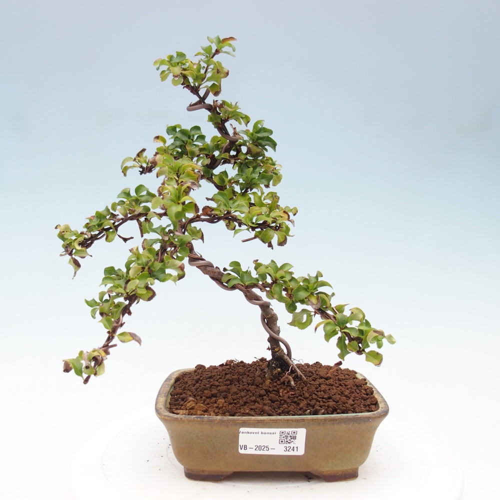 Außen Bonsai - Chaenomeles mit Red Joy -. Quitte