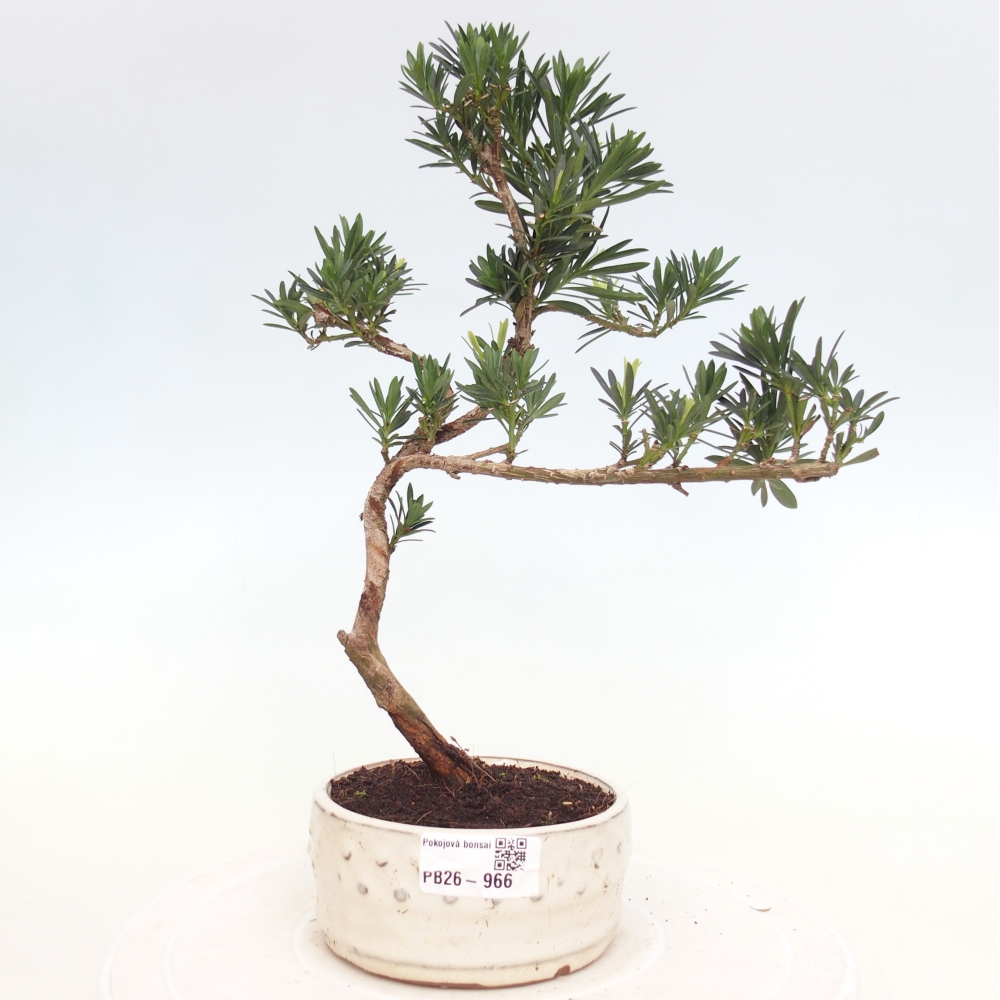 Zimmerbonsai - Podocarpus - Stein-Eibe