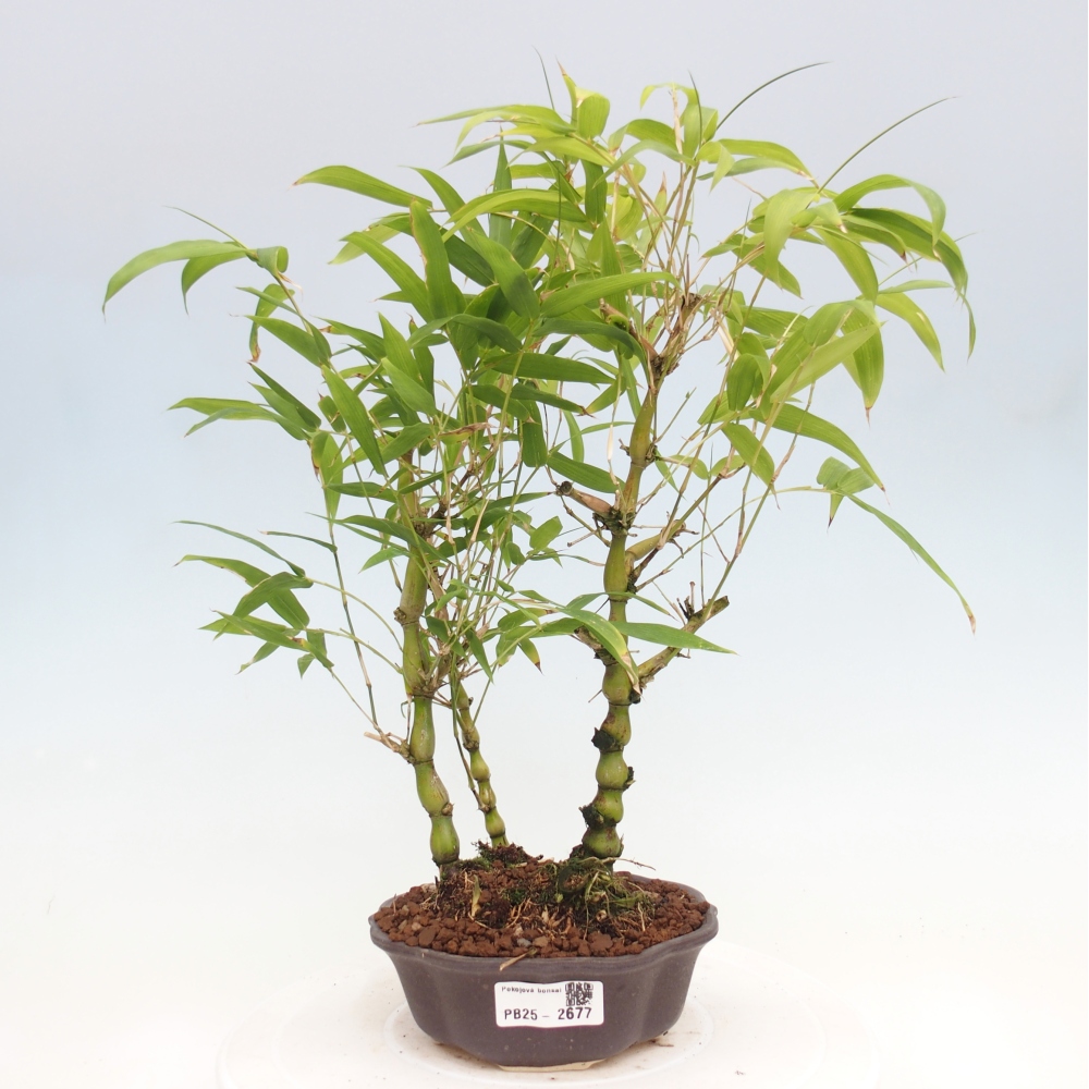 Zimmerbonsai - Bambus-Buddha-Bambus-Buddha-Bauch