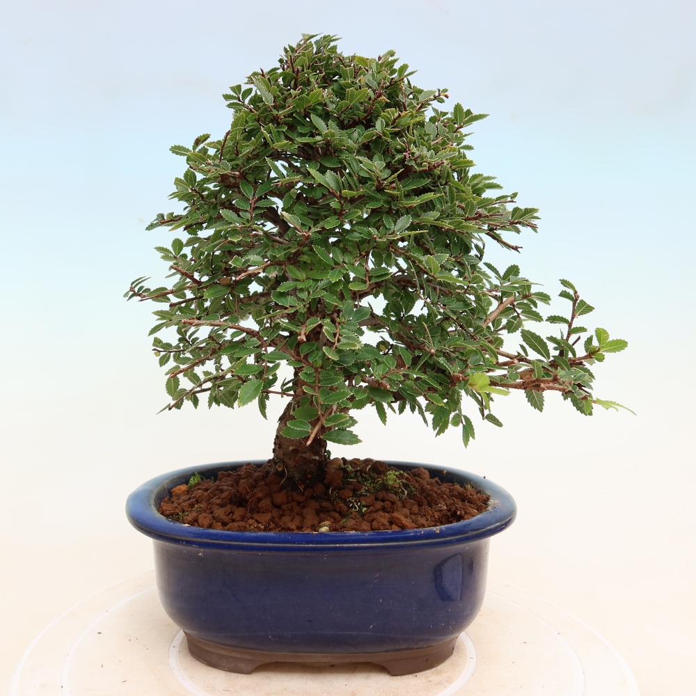 Bonsai für draußen - Zelkova - Zelkova NIRE