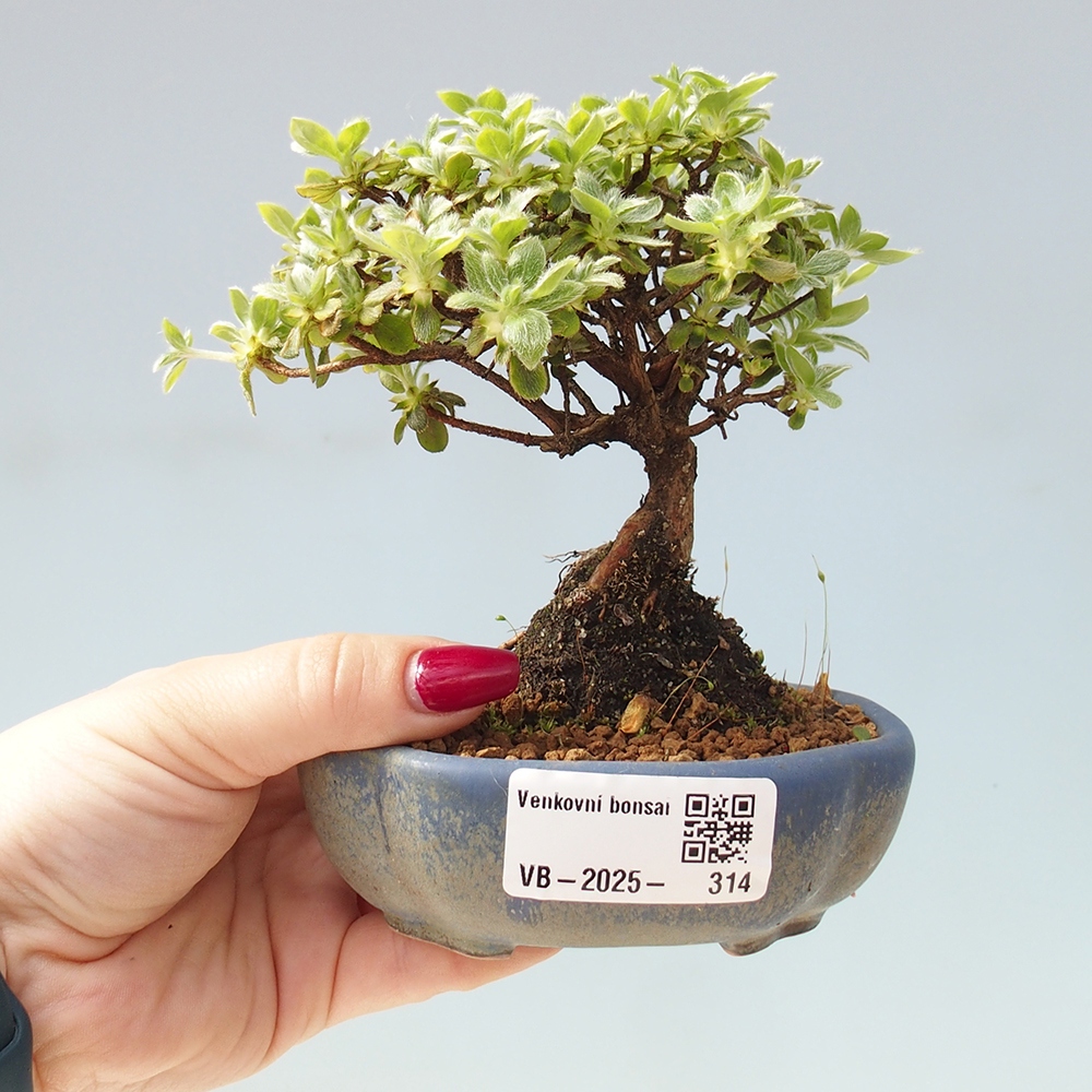 Outdoor-Bonsai - Rododendron indicum - Japanische Azalee