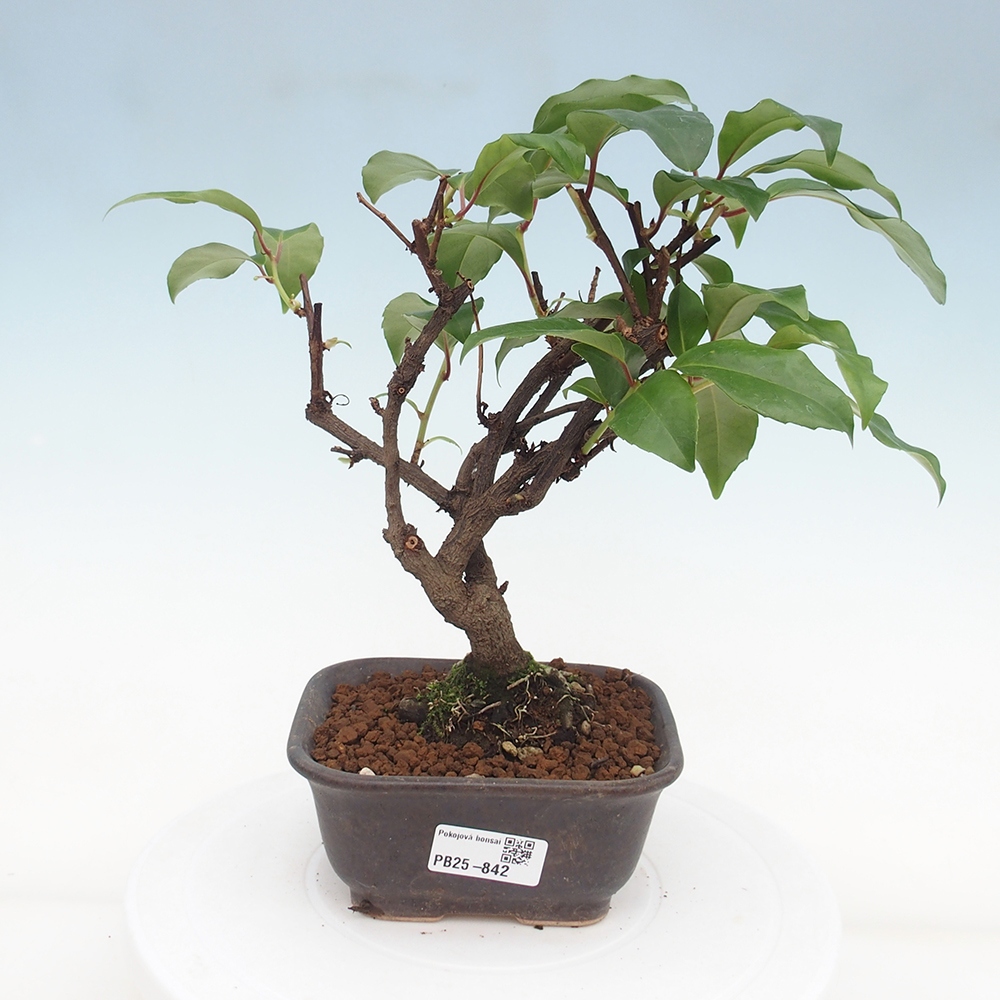 Indoor bonsai -Kadsura japonica 