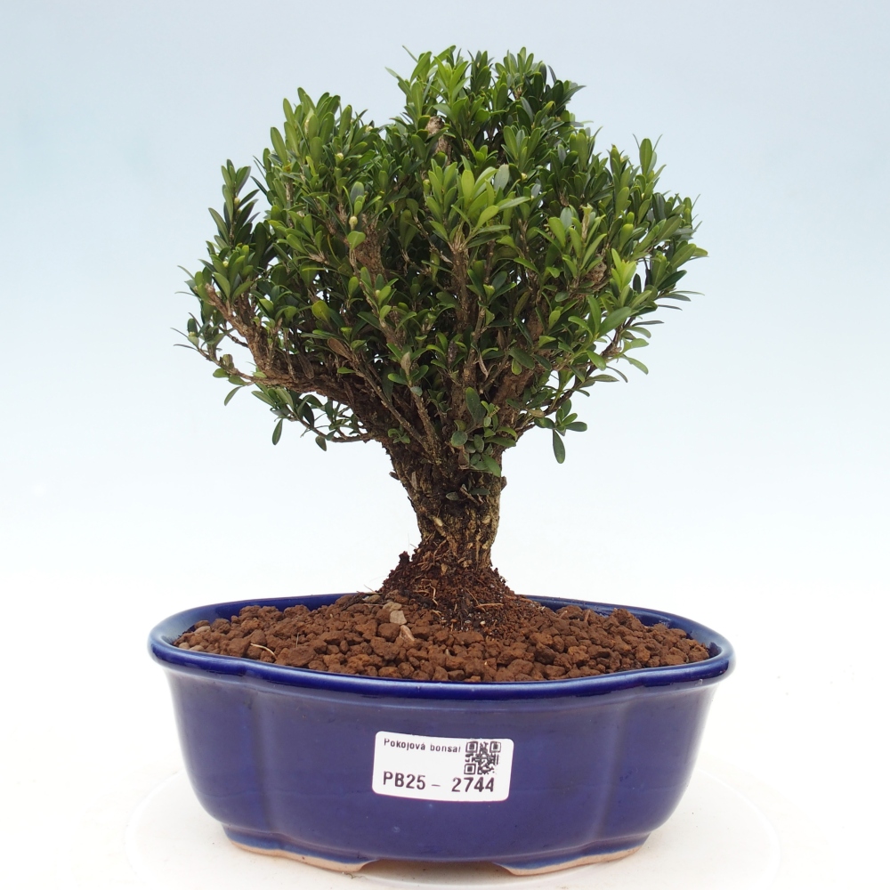 Innenbonsai - Buxus harlandii - Korkbuchsbaum